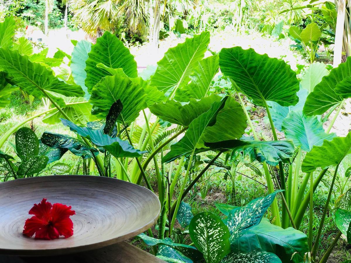Bliss Hotel Praslin Grand' Anse Buitenkant foto